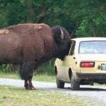 Buffalo sticks face in car window