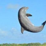 Flipper flipping meme