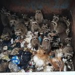 Raccoons in a trash bin