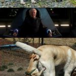 Palpatine and the evil chihuahua