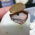 Baby snek