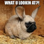 Nothing to see here, just scroll down! | WHAT U LOOKIN AT?! | image tagged in rabbit pug,tiktok,facebook,joe biden,donald trump,kardashians | made w/ Imgflip meme maker