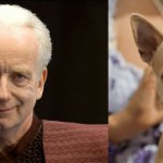 Palpatine and chihuahua stage 1