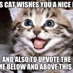 dont upvote this one, upvote the one above and below | THIS CAT WISHES YOU A NICE DAY; AND ALSO TO UPVOTE THE MEME BELOW AND ABOVE THIS ONE | image tagged in never gonna give you up,never gonna let you down,never gonna run around,and desert you,cats | made w/ Imgflip meme maker