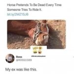 Horse pretends to be dead