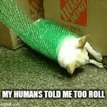 A dog when they hear 'roll' | MY HUMANS TOLD ME TOO ROLL | image tagged in gifs,doggo | made w/ Imgflip video-to-gif maker