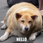 Fat dog says hello | HELLO | image tagged in fat dog | made w/ Imgflip meme maker