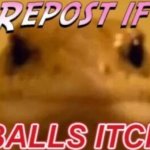 Repost if balls itch