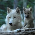Mama wolf and baby