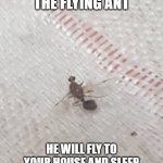 zach the flying ant | THIS IS ZACH THE FLYING ANT; HE WILL FLY TO YOUR HOUSE AND SLEEP WITH YOUR DAUGHTER TONIGHT | image tagged in rip ant | made w/ Imgflip meme maker
