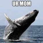 UR MOM | UR MOM | image tagged in whale | made w/ Imgflip meme maker