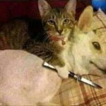 Cat Holds Dog Hostage meme