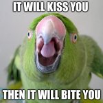 Parrot | IT WILL KISS YOU; THEN IT WILL BITE YOU | image tagged in parrot | made w/ Imgflip meme maker