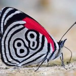 Nazi butterfly or Adolf Hitler reincarnated