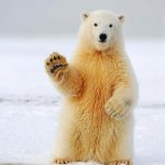hello polar bear | HELLO! NEW TO IMGFLIP | image tagged in hello polar bear | made w/ Imgflip meme maker