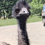 YeeMu The Emu meme