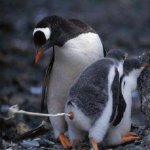 Penguins string on rear