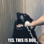 Hello yes this is dog | YES, THIS IS DOG | image tagged in hello yes this is dog | made w/ Imgflip meme maker