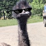 YeeMu The Emu | No one:; My mind at 12:00 am:; Not one single soul:; Nobody saying a thing:; YEEMU THE EMU | image tagged in yeemu the emu | made w/ Imgflip meme maker