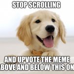 Cute dog idiot | STOP SCROLLING; AND UPVOTE THE MEME ABOVE AND BELOW THIS ONE | image tagged in cute dog idiot | made w/ Imgflip meme maker