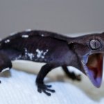 Screaming Gecko