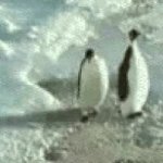Penguin GIF Template