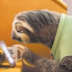 Sloth Zoopia