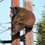 Bear on wire