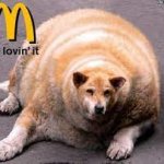 FAT DOGE
