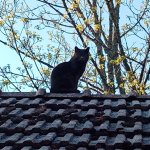 Roof cat