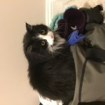Cat in Suitcase meme