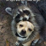 Raccoon hugging dog