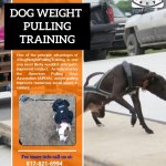 Dog weight pulling training