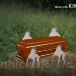 Doggo coffin dance | DANCE | image tagged in gifs,dog,doggo | made w/ Imgflip video-to-gif maker