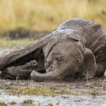 Elephant GOP Republican Party dying dead