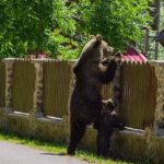 székely medve - bear romania