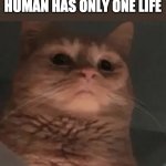 Cat pathetic | CATS KNOWING HUMAN HAS ONLY ONE LIFE; PATHETIC | image tagged in cat pathetic,cats | made w/ Imgflip meme maker