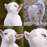 Smug Goat meme