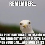 Birds....they are just above the law. | REMEMBER... I CAN PUKE HALF DIGESTED FISH ON YOUR KID, STEAL FOOD OUT OF YOUR MOUTH, AND TAKE A DUMP ON YOUR CAR.....AND NONE OF ITS ILLEGAL! | image tagged in cheeky gull,laws | made w/ Imgflip meme maker