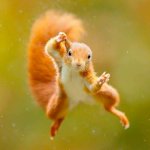 Squirrel flying in towards camera