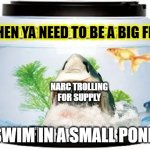 big fish in small ponds | WHEN YA NEED TO BE A BIG FISH; NARC TROLLING FOR SUPPLY; SWIM IN A SMALL POND | image tagged in fish bowl,narcissist,narcissism,closed minds | made w/ Imgflip meme maker