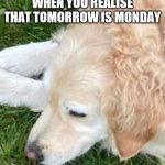 it do be like that tho | WHEN YOU REALISE THAT TOMORROW IS MONDAY | image tagged in sad dog,monday,dog | made w/ Imgflip meme maker