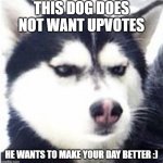 Mad Doggo | THIS DOG DOES NOT WANT UPVOTES; HE WANTS TO MAKE YOUR DAY BETTER :) | image tagged in mad doggo | made w/ Imgflip meme maker