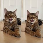 Laughing cat