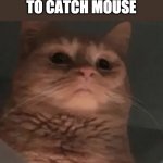 Cat pathetic | HUMANS: STRUGGLE TO CATCH MOUSE | image tagged in cat pathetic,cats | made w/ Imgflip meme maker