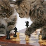 Cats Play Chess