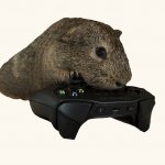 Gaming Guinea Pig