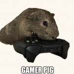 My guinea pig was born a god | GAMER PIG | image tagged in gaming guinea pig | made w/ Imgflip meme maker