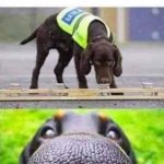Trained To Sniff Out_____