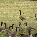 Dusky Canada Goose